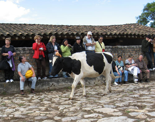 Llamado de las Vacas
