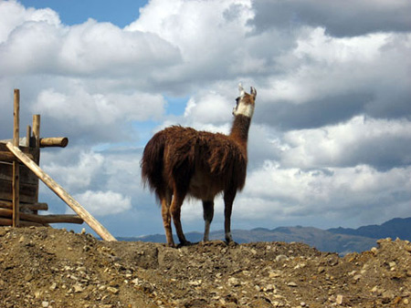 Llama-en-Kuelap