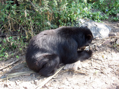 Oso de Anteojos