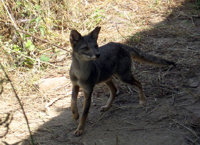 Zorro costeño