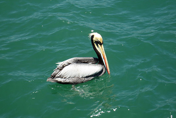 Pelican - Peruvian Current