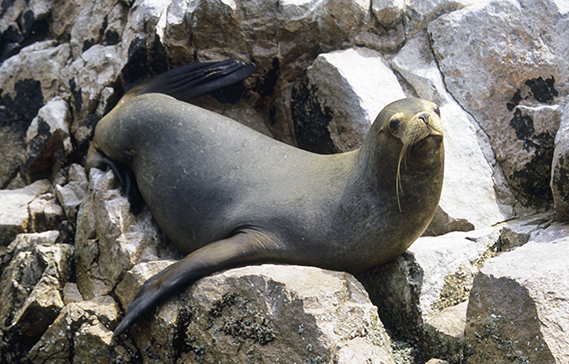 Sea Lion in Paracas Reserve